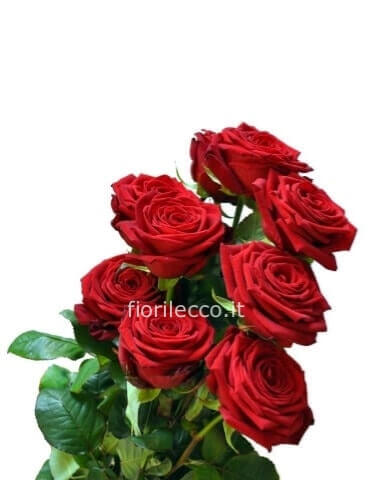 Rose rosse da comporre in mazzo per numero di steli.